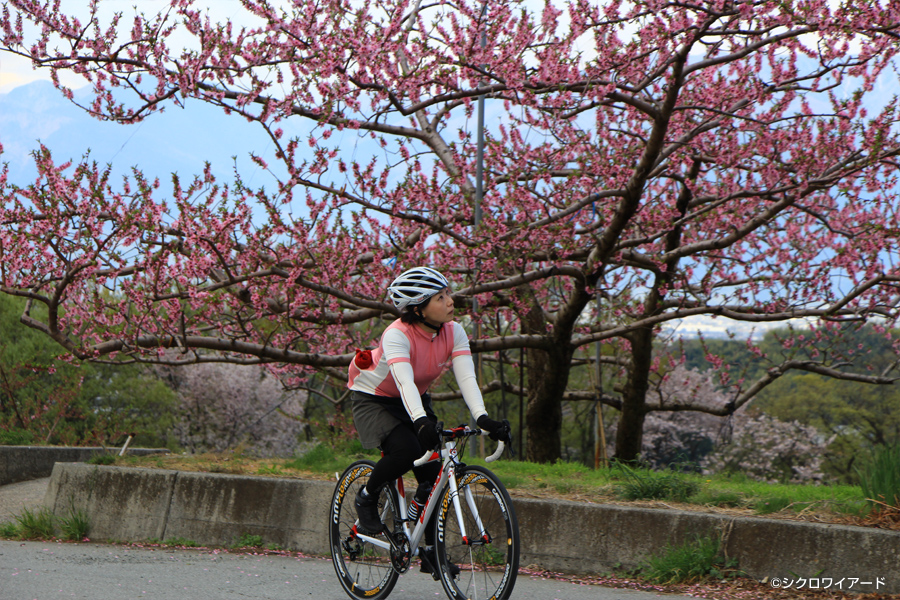 桃と桜のサイクリング2018